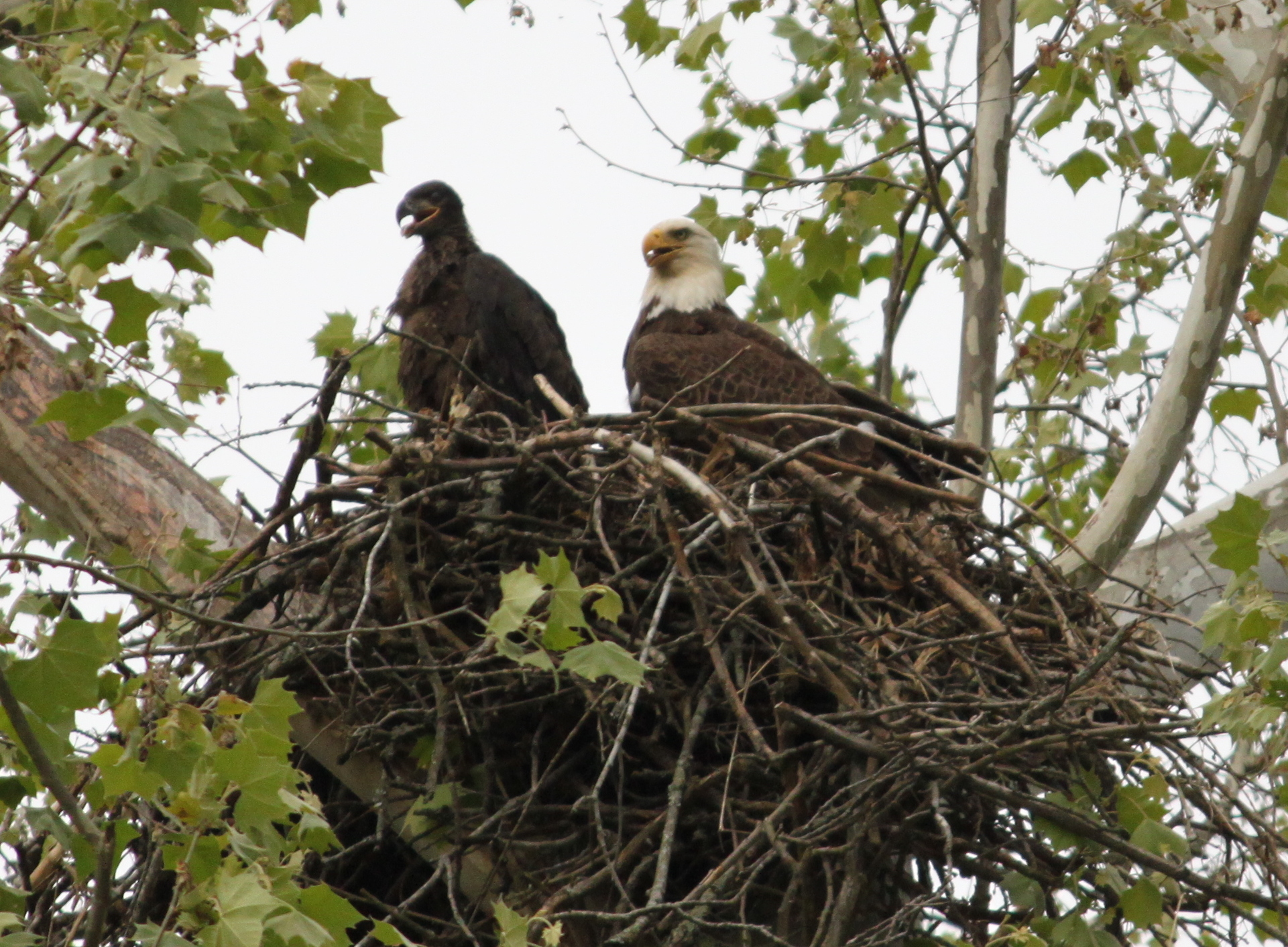 bald-eagles